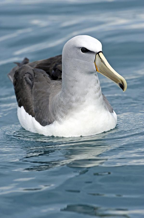 Salvin's Albatross Photograph By Tony Camacho 