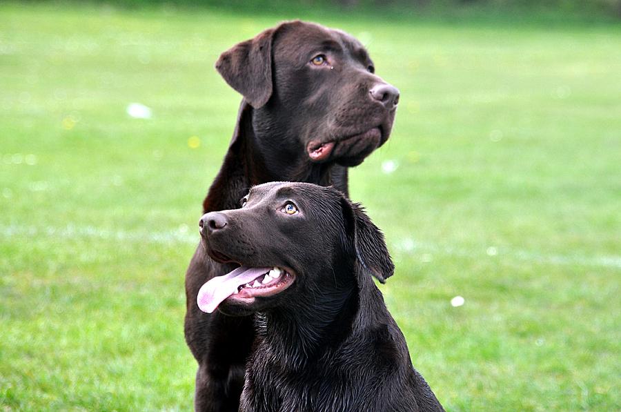 Sam and Bonny Photograph by Kevin Askew - Fine Art America