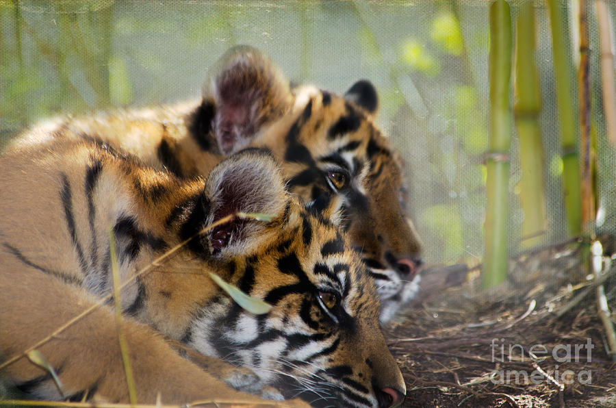 Samatran Tiger Cubs Photograph by Betty LaRue