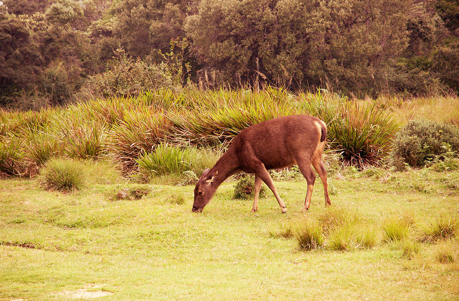 Sambar Deer Female. Horton Plains National Park. Sri Lanka Photograph by Jenny Rainbow