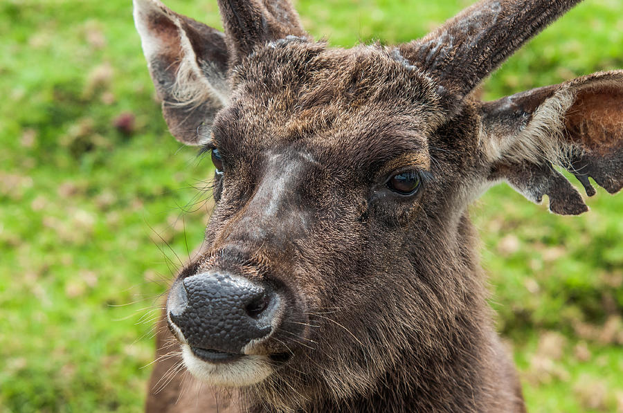 Sambar Deer. Horton Plains National Park. Sri Lanka Photograph by Jenny Rainbow