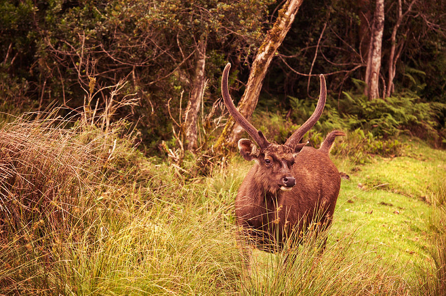 Nature Photograph - Sambar Deer II. Horton Plains National Park. Sri Lanka by Jenny Rainbow