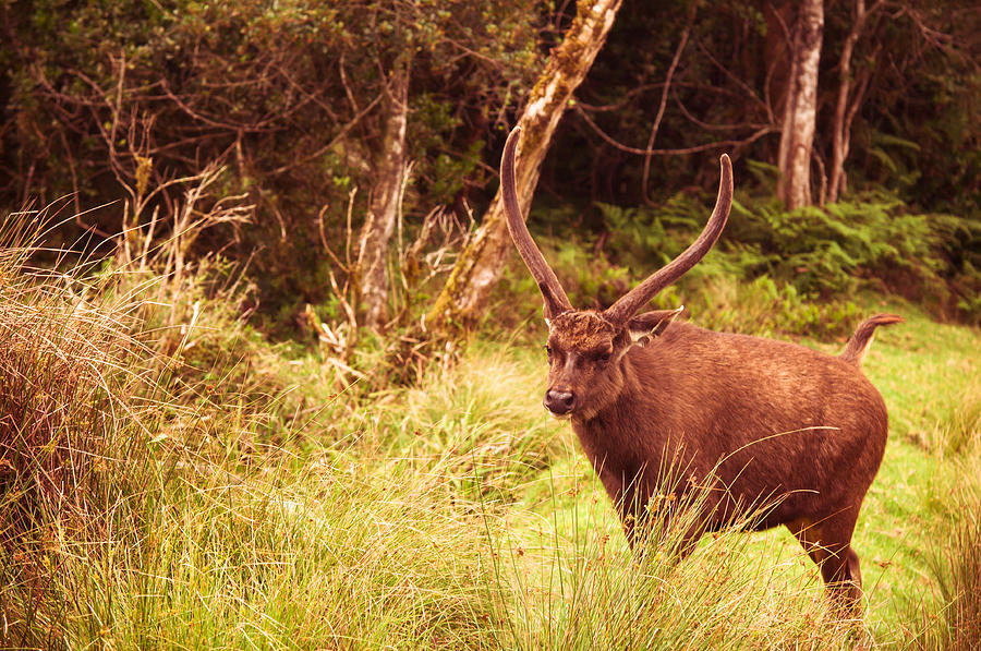 Sambar Deer III. Horton Plains National Park. Sri Lanka Photograph by Jenny Rainbow