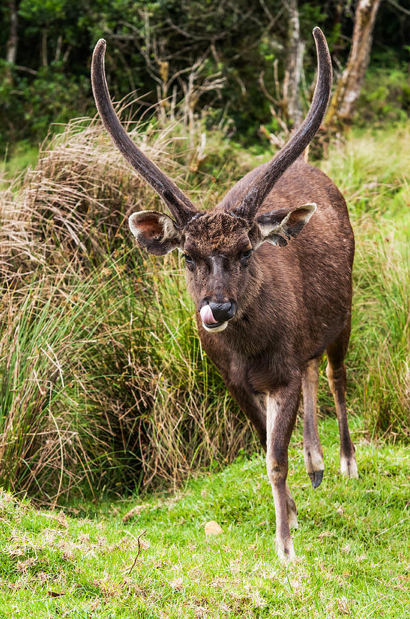 Sambar Deer IV. Horton Plains National Park. Sri Lanka Photograph by Jenny Rainbow