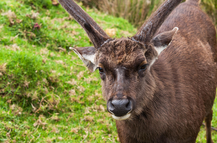 Sambar Deer VII. Horton Plains National Park. Sri Lanka Photograph by Jenny Rainbow