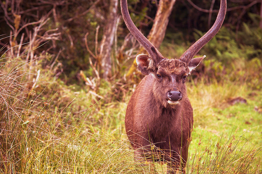 Sambar Deer.VI Horton Plains National Park. Sri Lanka Photograph by Jenny Rainbow