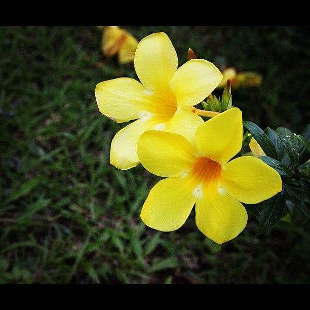 Nature Photograph - Same Previous Flower From A Different by Ahmed Oujan