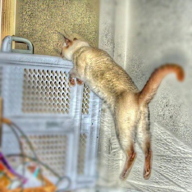 Cool Photograph - Sammy In Action! #cat #pet #awesome by Travis Albert