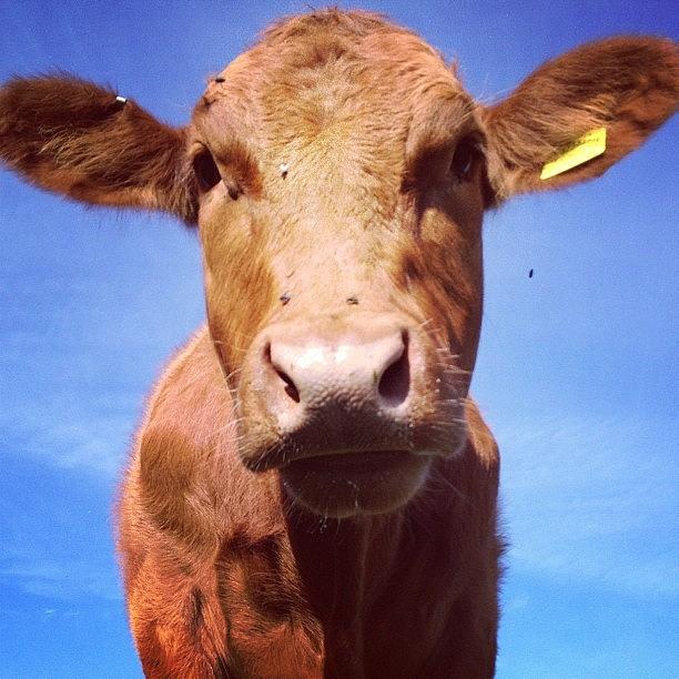 Summer Photograph - Sammy The #cow On A #sunny #summer by Fay Pead