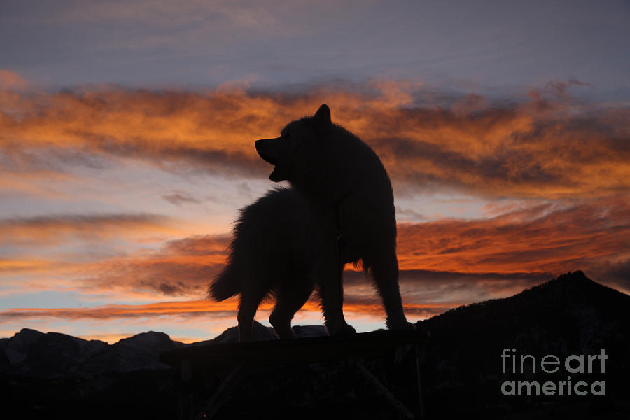 Samoyed at Sunset Photograph by Kent Dannen and Photo Researchers