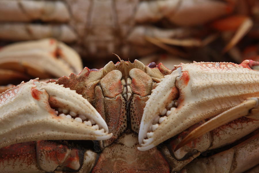San Francisco Photograph - San Francisco Crab by Ty Helbach