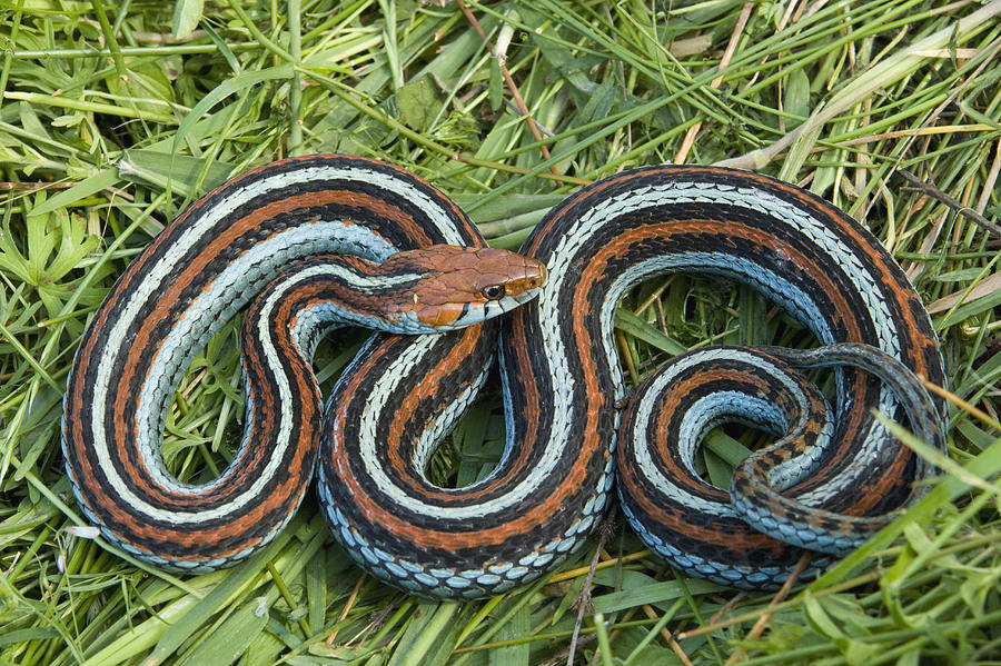 San Francisco Garter Snake Pescadero Photograph by Sebastian Kennerknecht