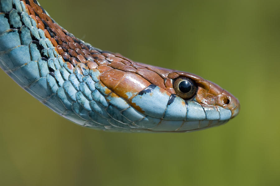San Francisco Garter Snake Portrait Photograph by Sebastian Kennerknecht