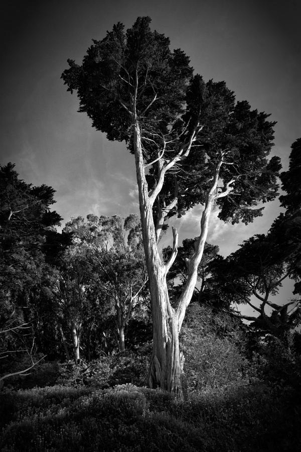 San Francisco Tree Photograph by Matt  Trimble