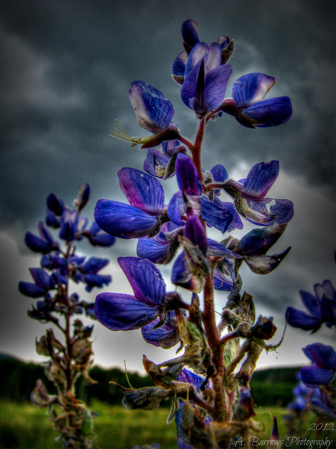 Silver Lupine Photograph - San Francisco Volcanic Field Silver Lupines HDR by Aaron Burrows