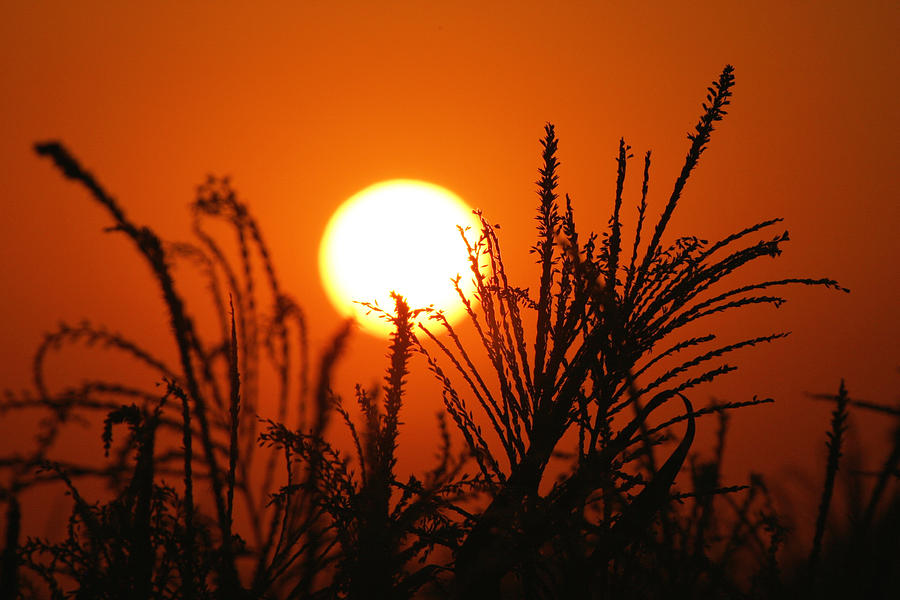 San Joaquin Sunset Photograph by Diane Bohna