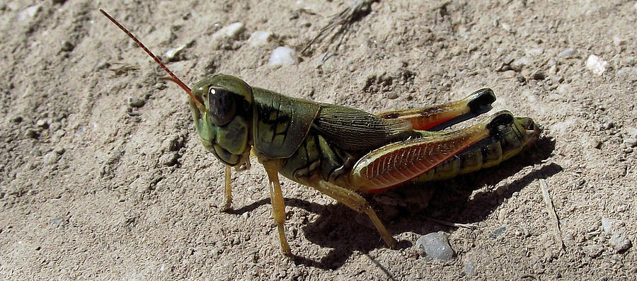 Grasshopper Photograph - San Pedro Grasshopper by Stephen Ogle