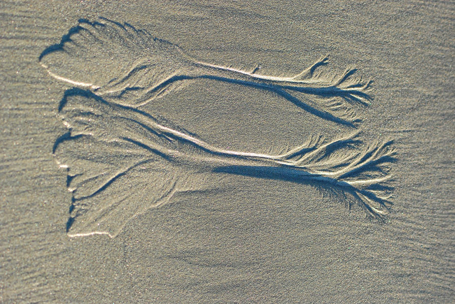 Sand Art Two Photograph by Wanda Jesfield