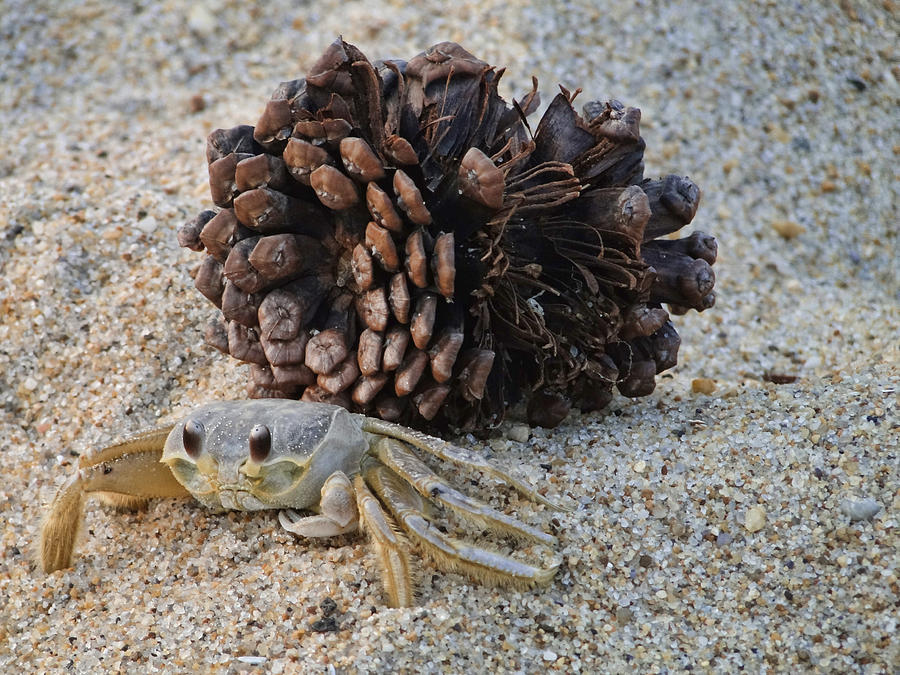 Sand Crab Photograph by Alan Hutchins