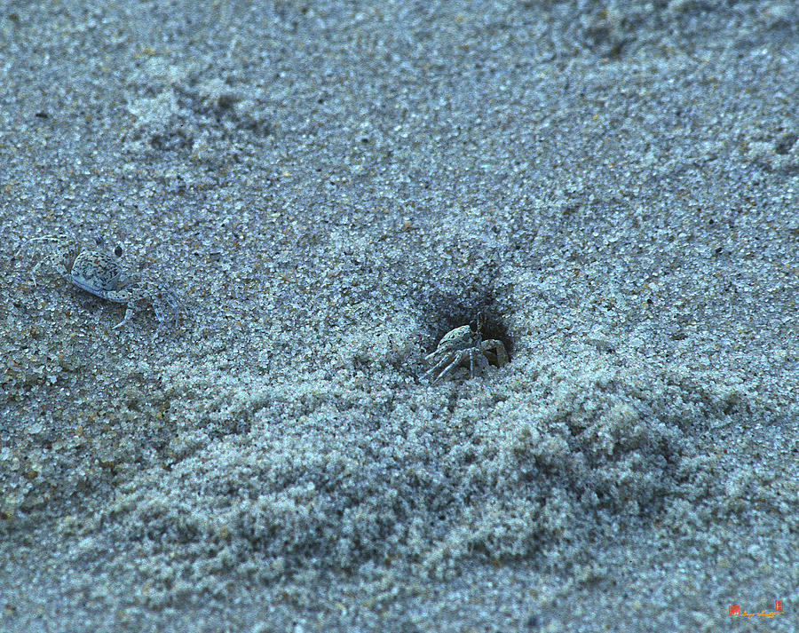 Sand Crabs 11I Photograph by Gerry Gantt