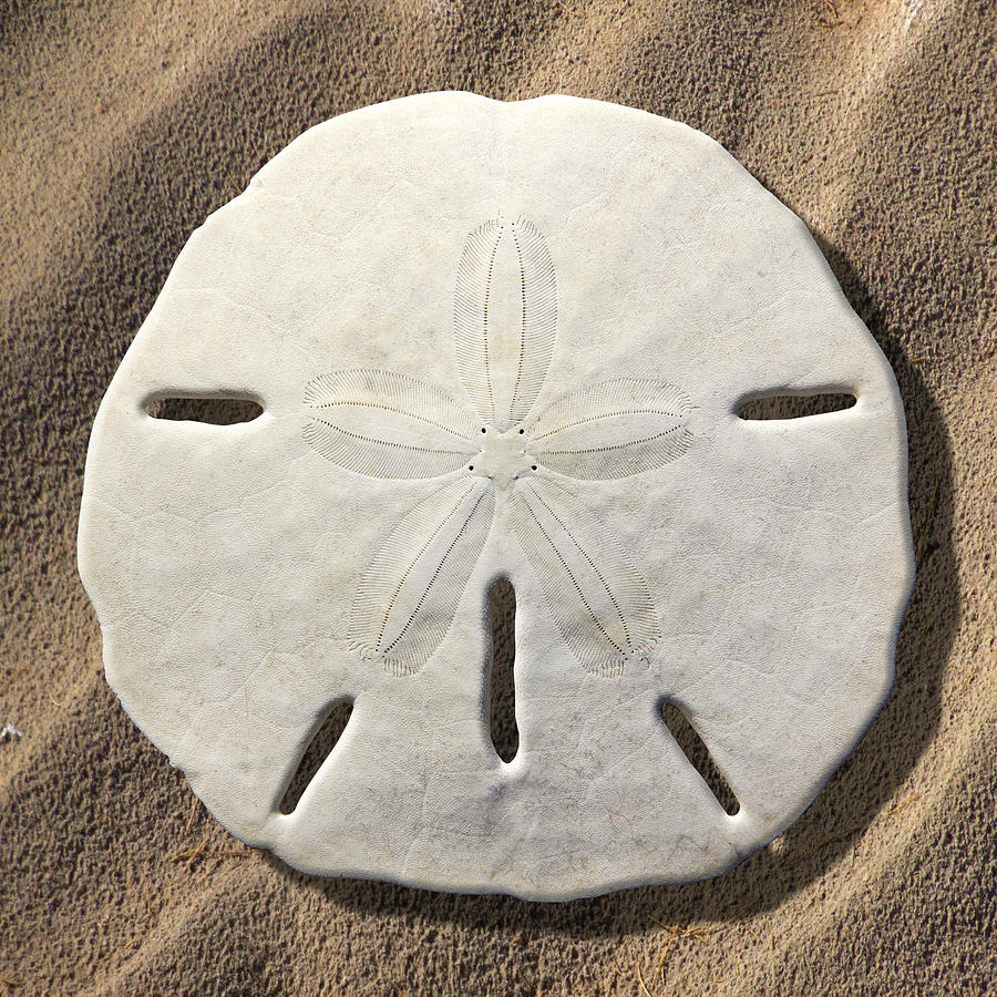 Sand Dollar Photograph By Mike McGlothlen