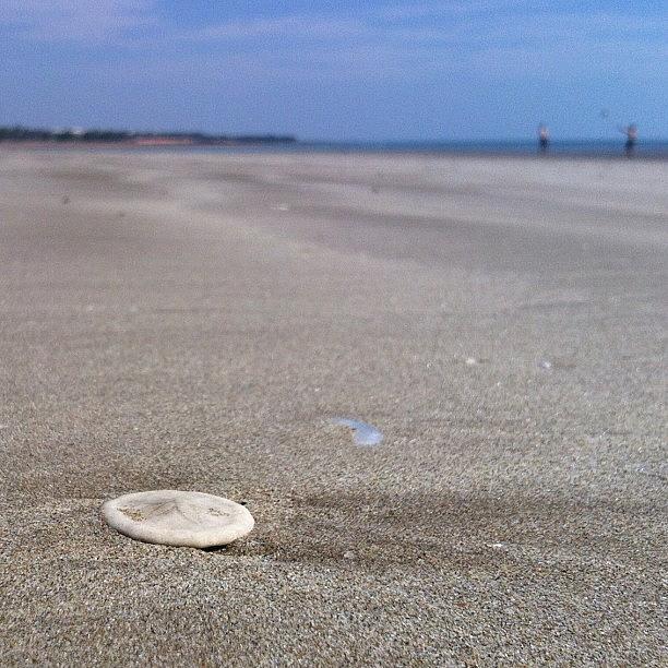Sand Dollar On The Beach, Casuarina Photograph by Raam Dev