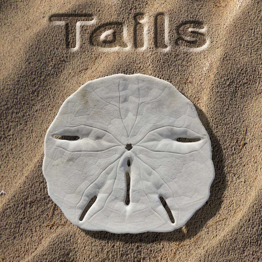 Sand Dollar Tails Photograph by Mike McGlothlen