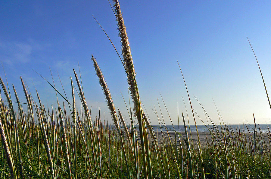Sand Dune Grasses Photograph by Pamela Patch