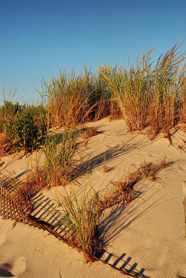 Sand Dune II - Jersey Shore Photograph by Angie Tirado