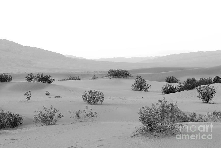 Sand Dunes At Death Valley California Usa Photograph