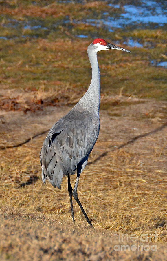 Sand Hill Crane II Photograph by Carol Bradley - Fine Art America