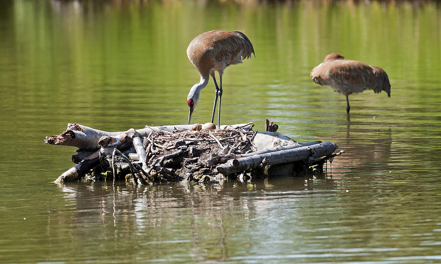 Sand-Hill Crane nesting Photograph by Terry Dadswell