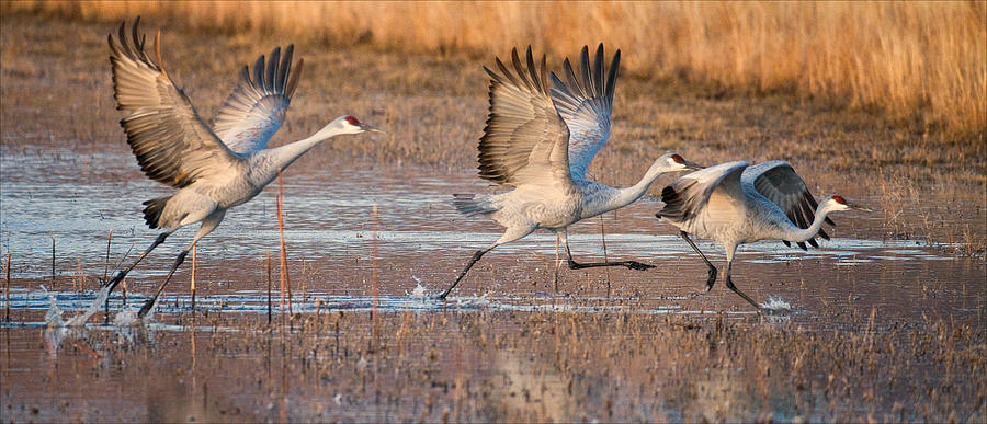 Sand Hill Crane Takeoff Photograph by Howard Knauer | Fine Art America