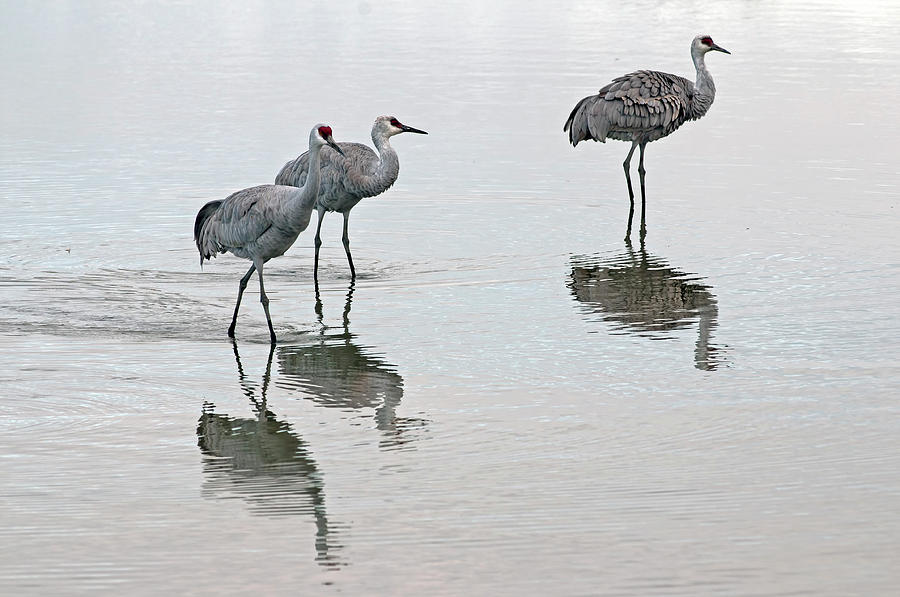 Sand hill Cranes Photograph by Terry Dadswell