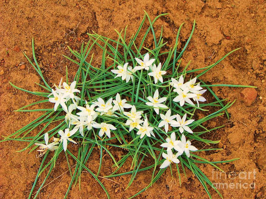 Sand Lily Photograph - Sand Lilies by Michele Penner