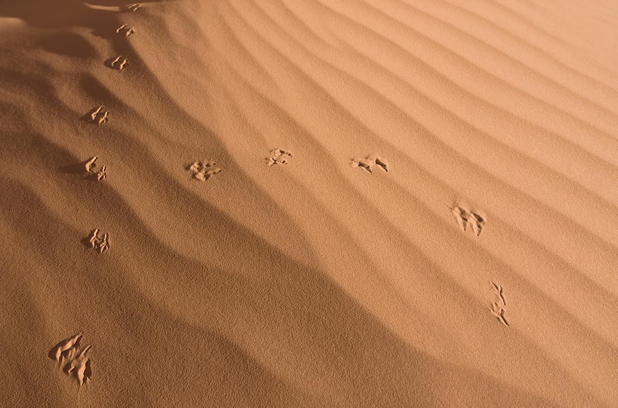 Sand Pattern Photograph by Gloria & Richard Maschmeyer