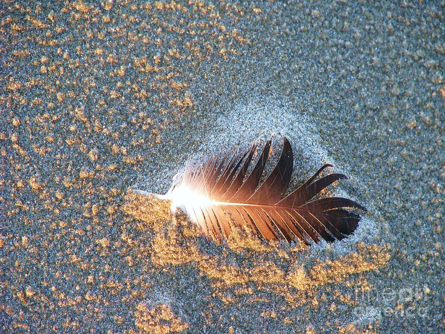 Sand sculptured Feather  Photograph by Michele Penner