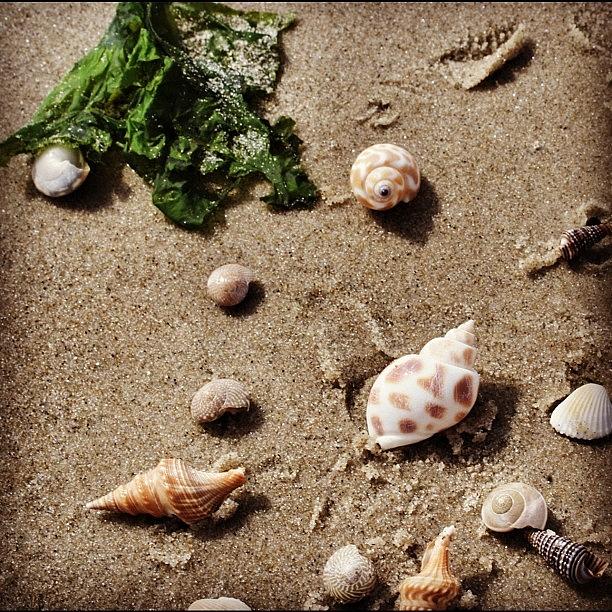 Shell Photograph - #sand #seaweed #beach #shells by Emily Lippman