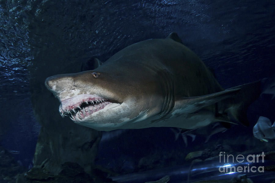 Sand Tiger Shark, Blue Zoo Aquarium Photograph by Mathieu Meur