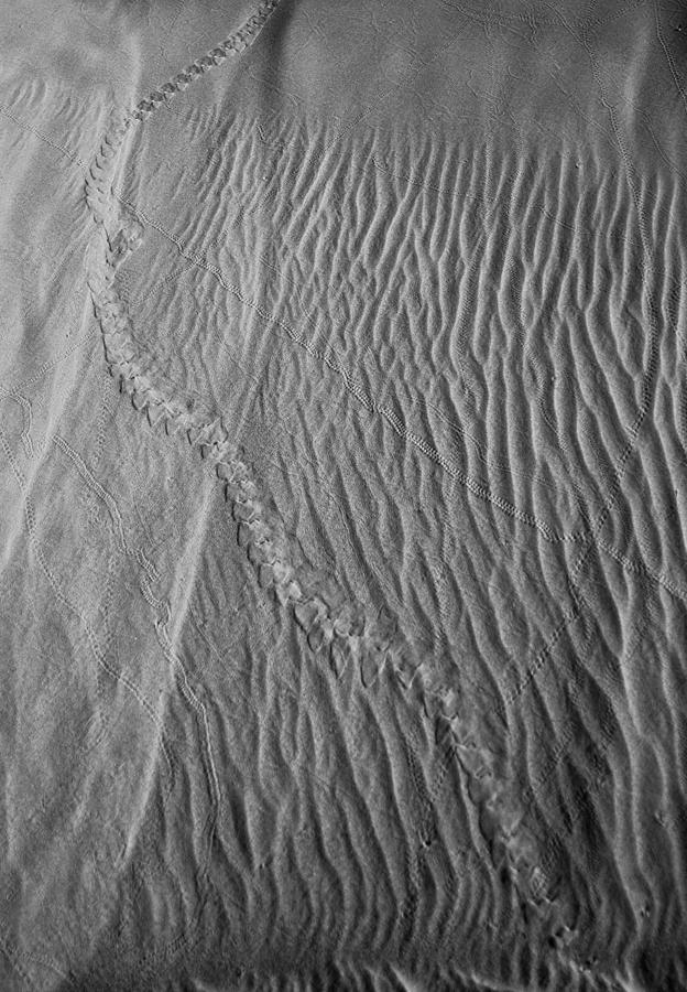 Sand Tracks Photograph by Scott Sawyer