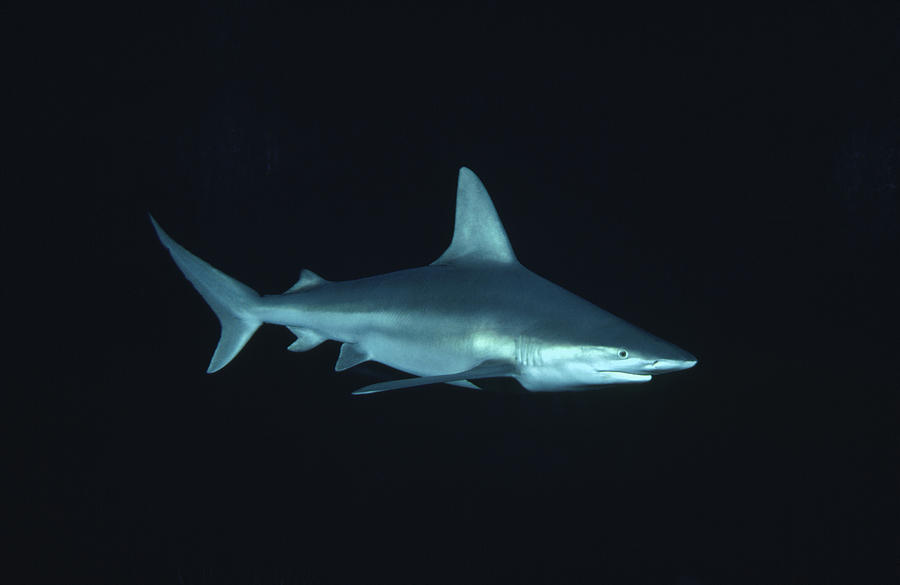 Sandbar Shark Carcharhinus Plumbeus Photograph by Flip Nicklin