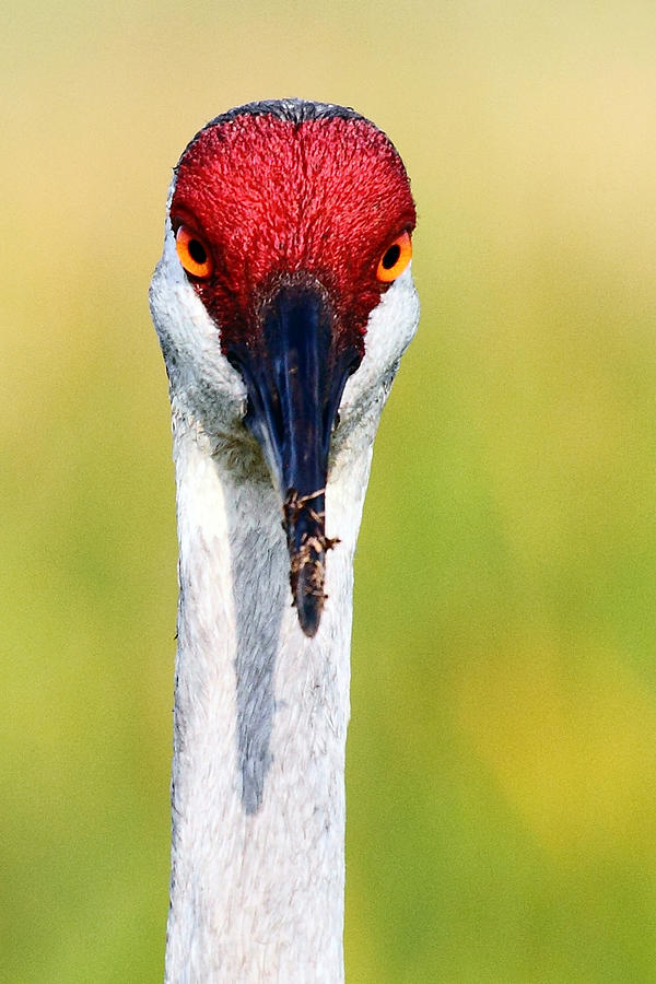 Sandhill Crane Face Photograph by Rick Mann