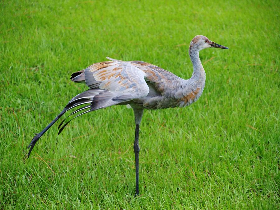 Sandhill Crane Female Photograph by E Luiza Picciano - Fine Art America