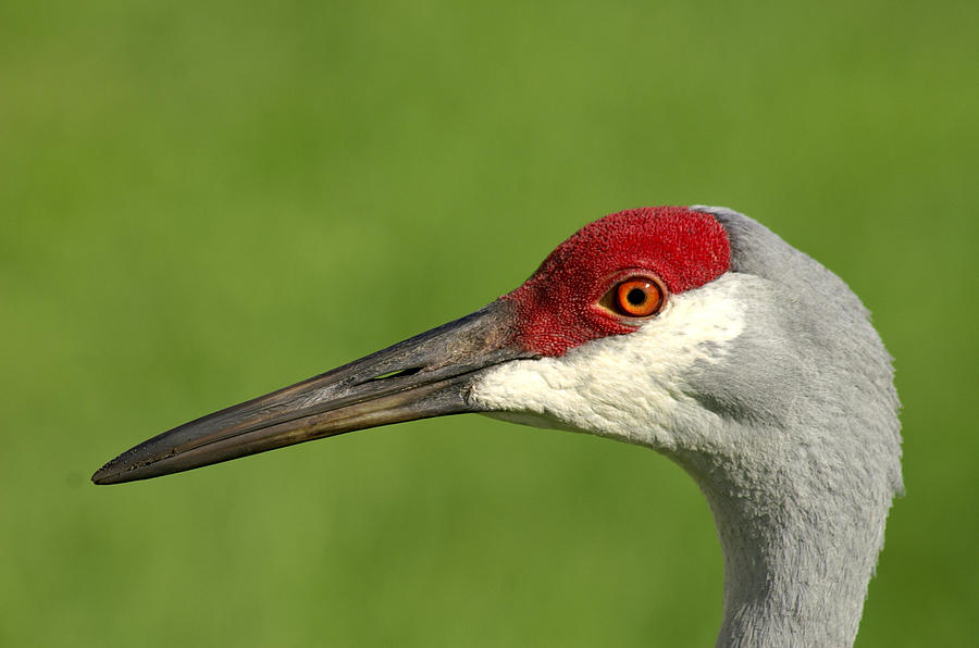 Sandhill Crane Photograph by Larry Allan | Fine Art America