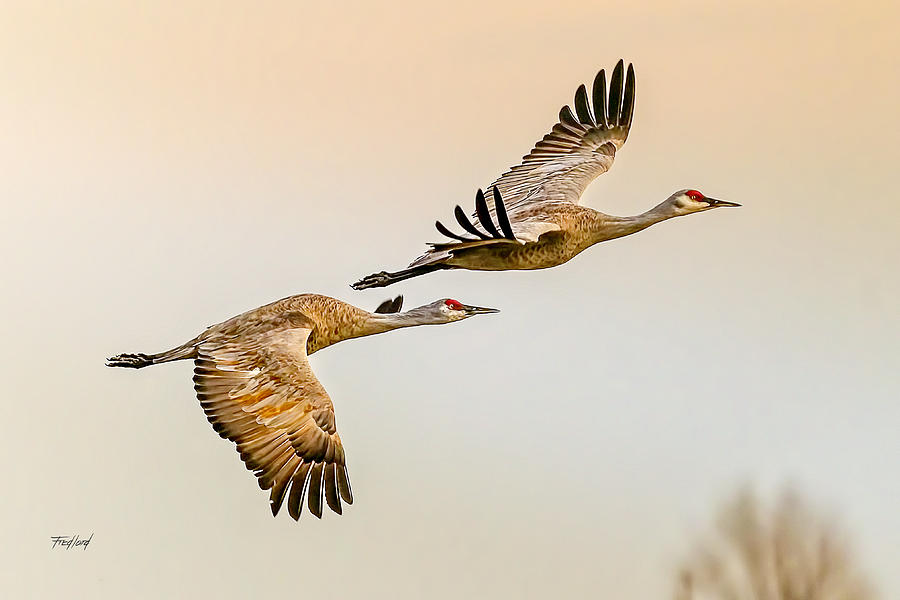 Sandhill Crane Mated Pair Photograph by Fred J Lord