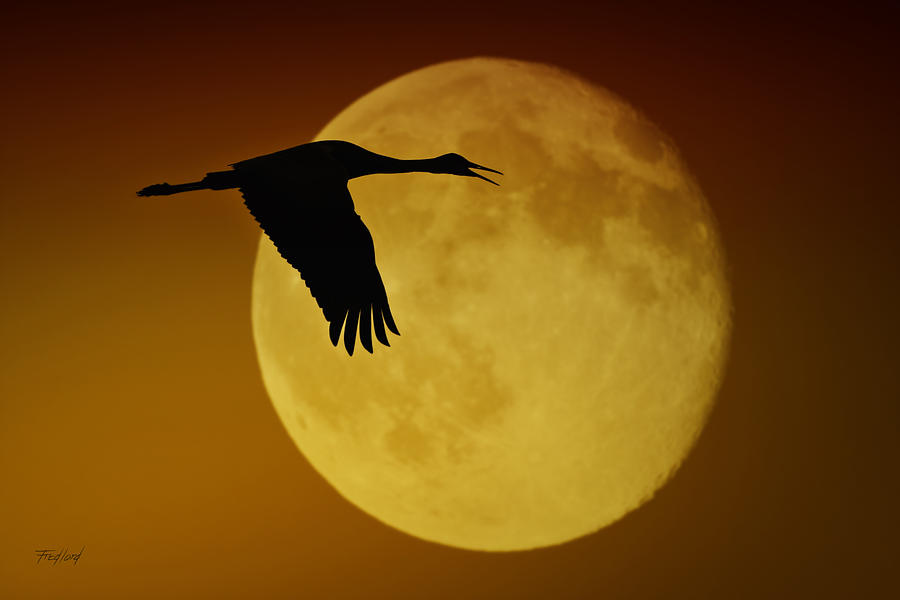 Sandhill Crane Moon Photograph by Fred J Lord