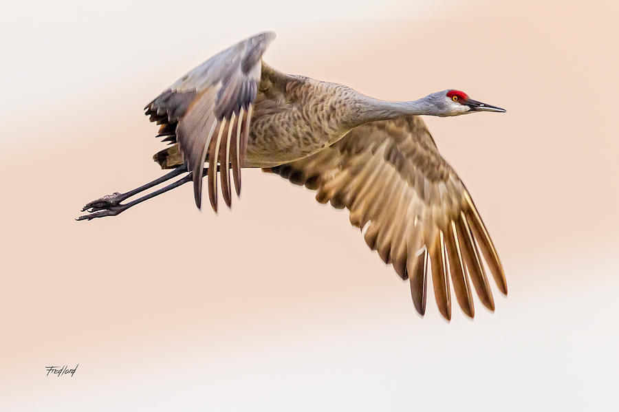 Sandhill Crane N2 Photograph by Fred J Lord