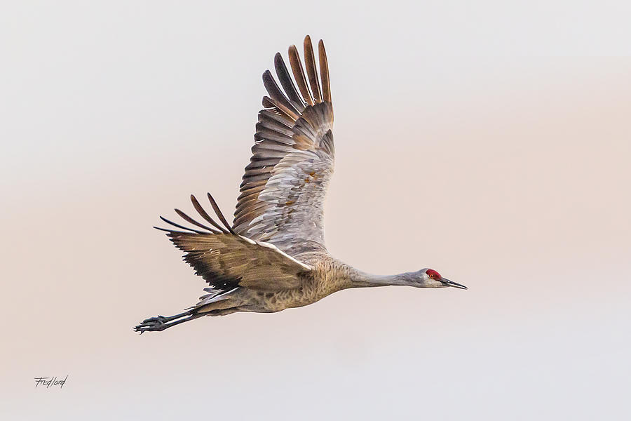 Sandhill Crane N3 Photograph by Fred J Lord