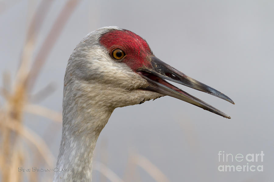 Sandhill Crane Portrait II Photograph by Beve Brown-Clark Photography