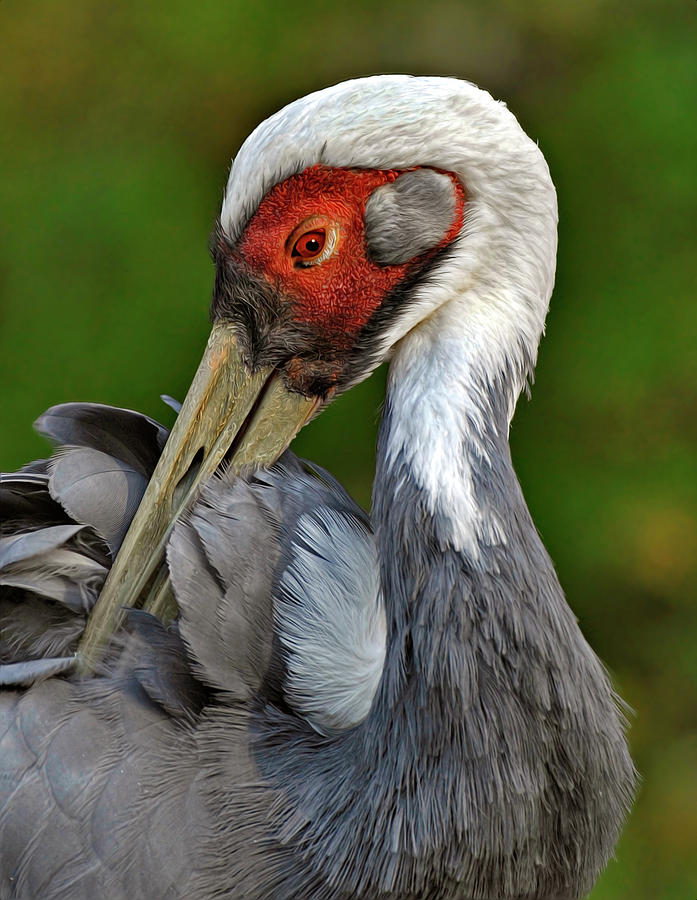 Nature Photograph - Sandhill Crane Preening by Dave Mills